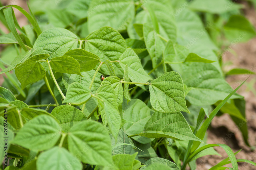 closeup of organic green beans leaves in a vegetable garden closeup of organic green beans leaves in a vegetable garden