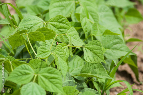 Wallpaper Mural closeup of organic green beans leaves in a vegetable  garden Torontodigital.ca