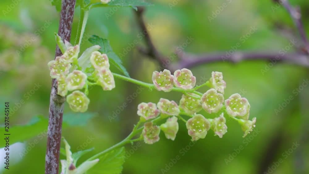 18070_Small_white_flowers_of_the_Ribes_uva-crispa_plant.mp4