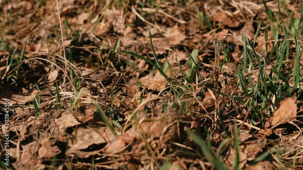 Young grass growing in the forest among dry leaves in spring. Young grass growing in the forest among dry leaves in spring.