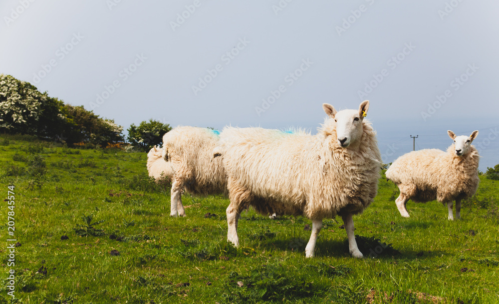 Flock of sheep kept biologically in a meadow in the countryside. Green fields in the mountains with grazing sheep and blue sky. Herd of sheep standing on meadow on farmland Flock of sheep kept biologically in a meadow in the countryside. Green fields in the mountains with grazing sheep and blue sky. Herd of sheep standing on meadow on farmland