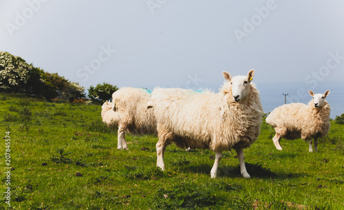 Flock of sheep kept biologically in a meadow in the countryside. Green fields in the mountains with grazing sheep and blue sky. Herd of sheep standing on meadow on farmland