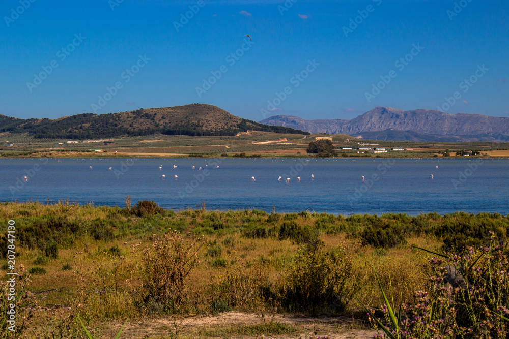 Flamingo. Flamingos on the lagoon “Laguna de Fuente de Piedra”. Fuente de Piedra, Malaga Province, Andalusia, Spain.