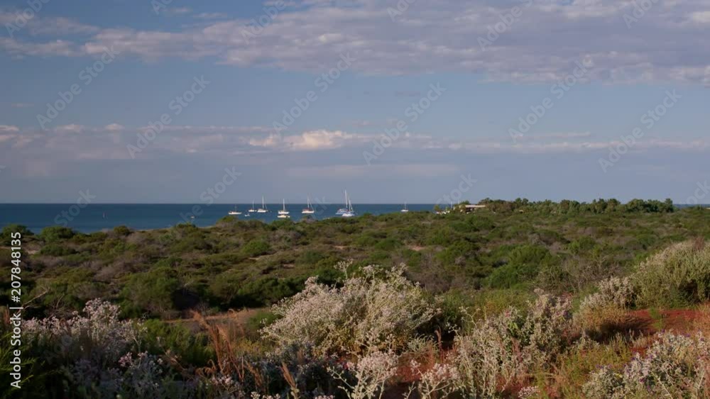 A medium shot of a purple flower on a field of grass with skies and ocean from afar and boats A medium shot of a purple flower on a field of grass with skies and ocean from afar and boats