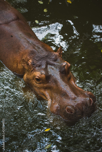 Hippos are swimming in the river.