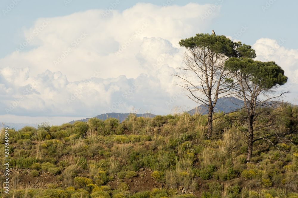 Obraz premium aguila culebrera