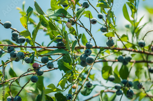 the closeup of the blueberry branches with ripe berries