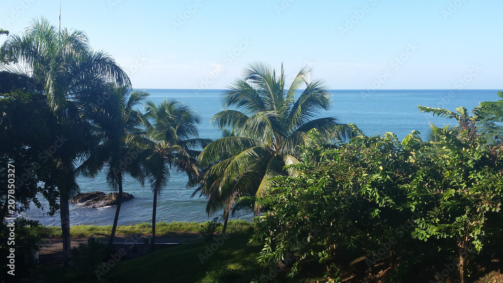 Vacation Palm Tree