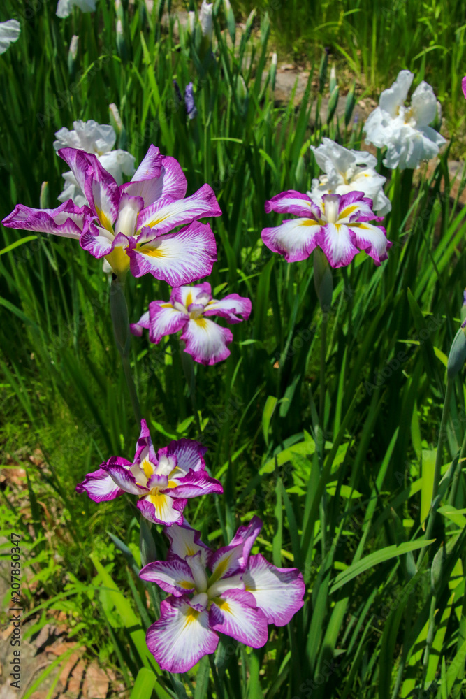 Fototapeta premium ハナショウブ