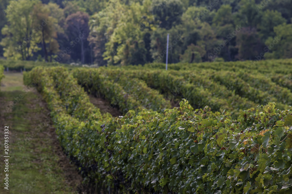 Virginia wine country vinyards