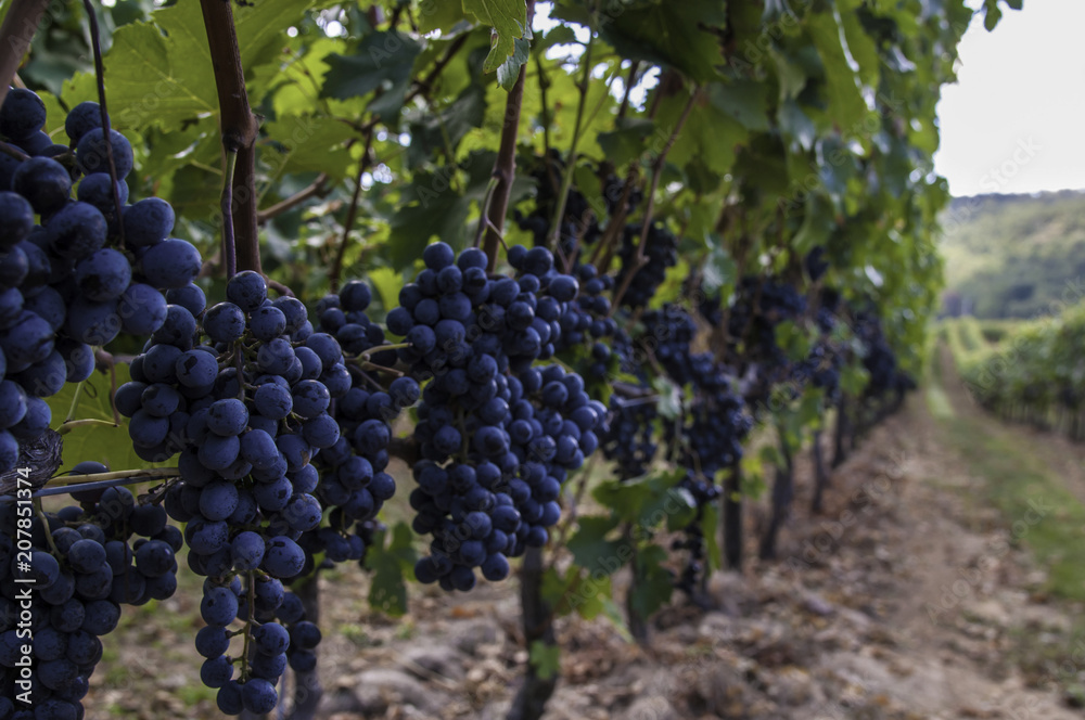 Virginia wine country vinyards