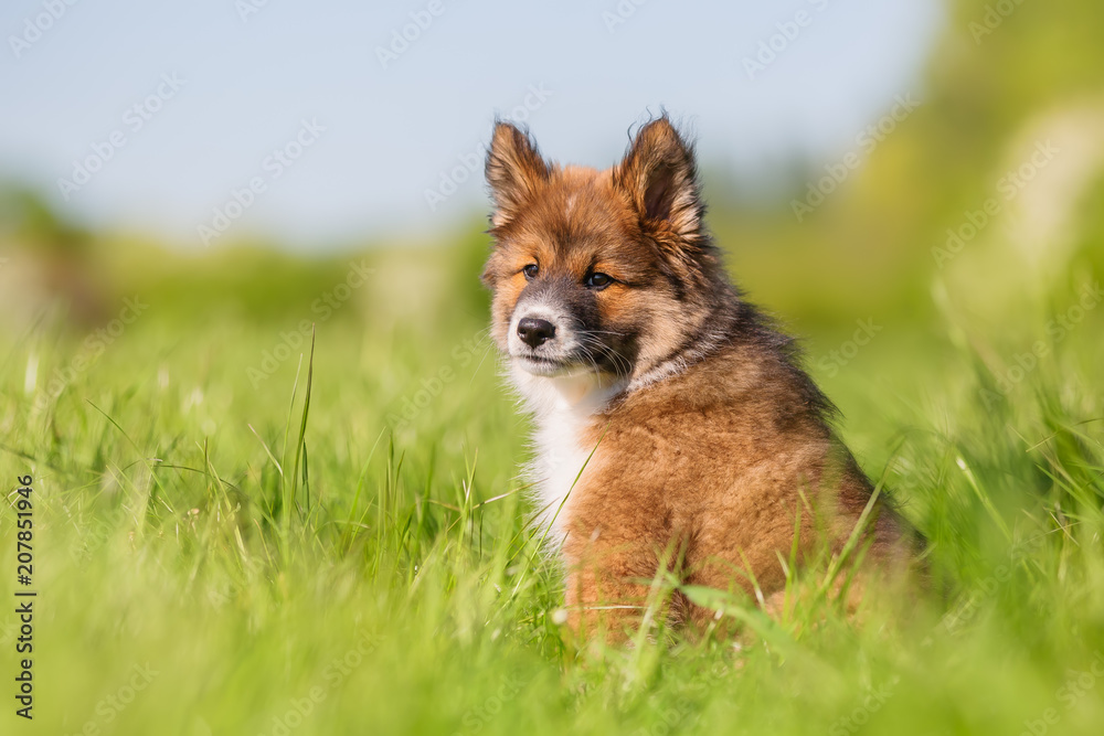 portrait of an Elo puppy
