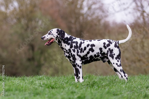 portrait picture of a Dalmatian dog
