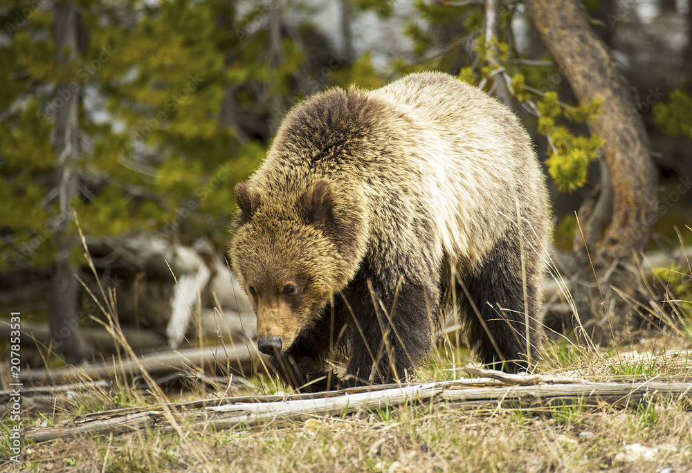 Fototapeta premium Grizzly Patrol