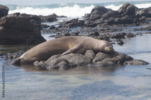 Hawaiian Monk Seal © DaiMar