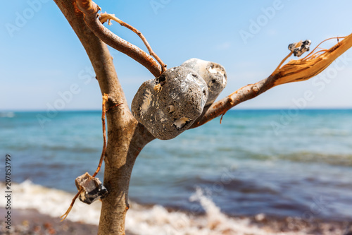 dead tree with typical adder stones on Ruegen photo
