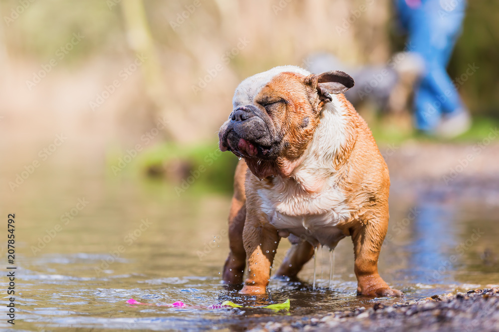 Fototapeta premium English bulldog stands in a lake