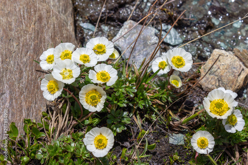 Alpine flower Ranunculus glacialis. Aosta valley, Italy