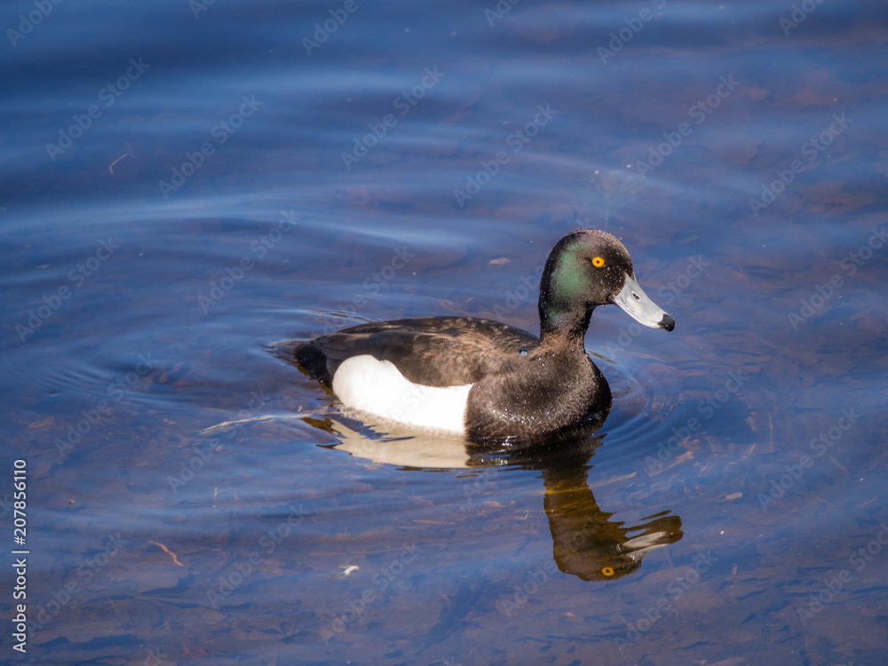 portrait of a duck portrait of a duck