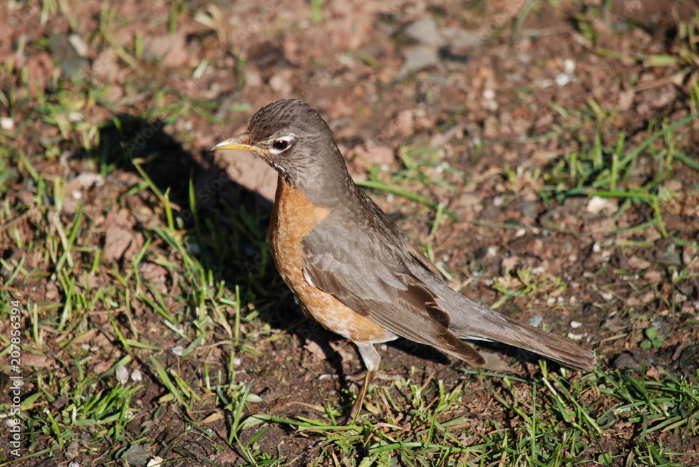 bird bird