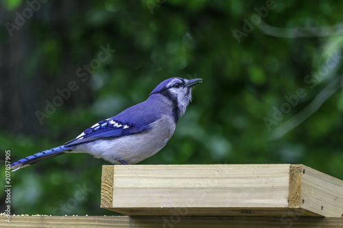 Photography a blue jay sits on a bird feeder