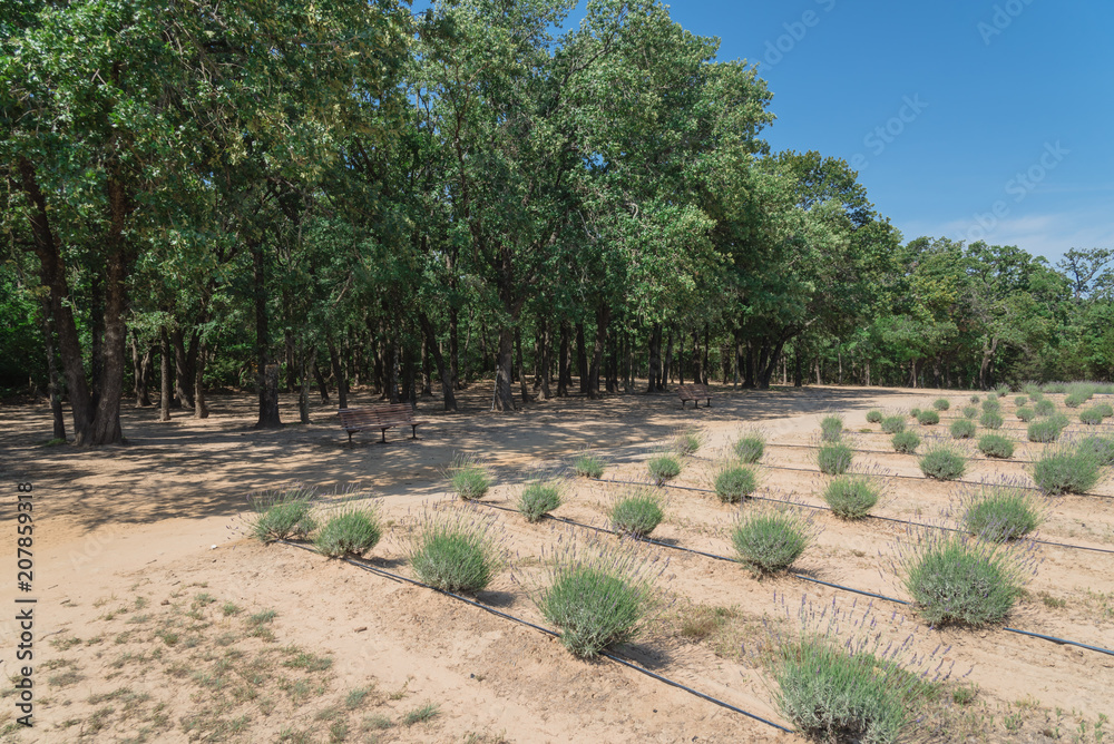 Obraz premium Lavender at local farm in Gainesville, Texas, USA. Rustic bench to enjoy aromatic and scene from row of blooming purple herbal under sunny cloud blue sky vast landscape