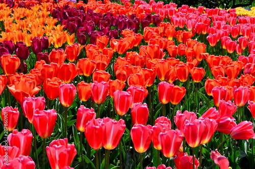 Red and Orange Tulips in Display Garden