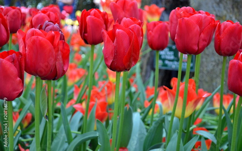 Mt Vernon Tulip Garden