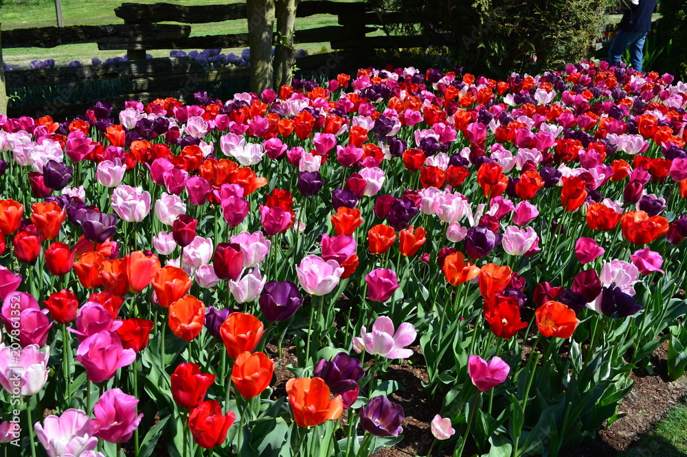Skagit Valley Tulip Display Garden