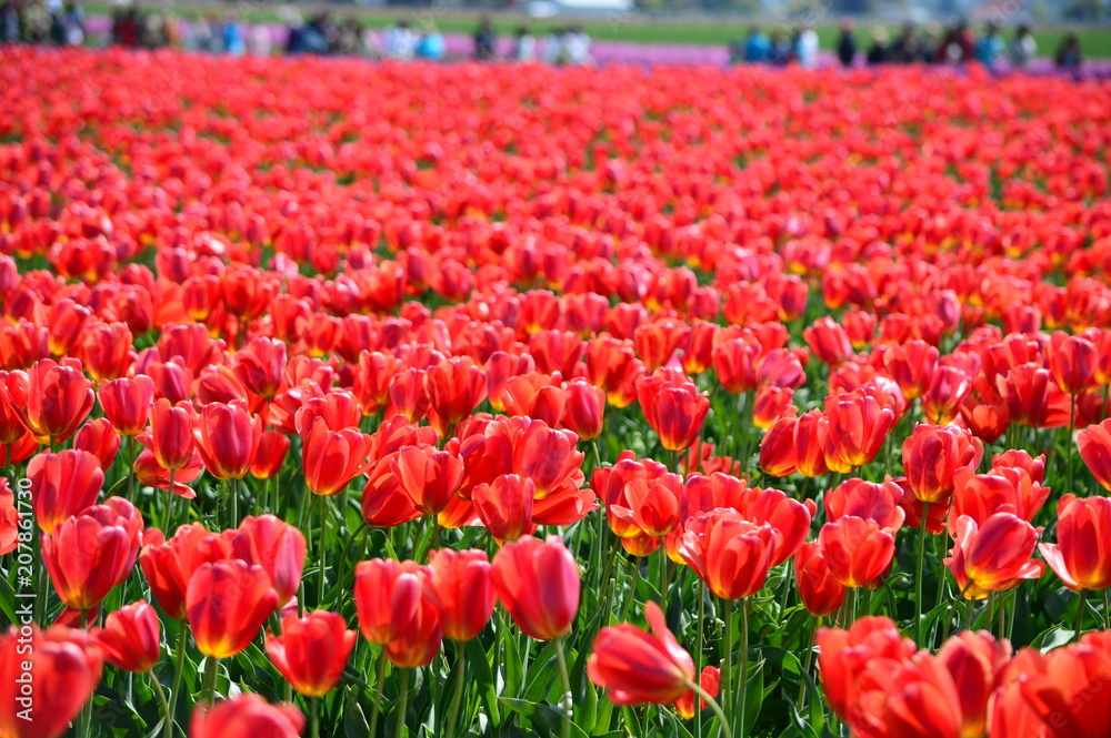 Red Tulips in Skagit Valley Bulb Farm