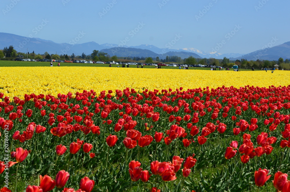 The Skagit Valley Tulip Festival bursts with spring colors