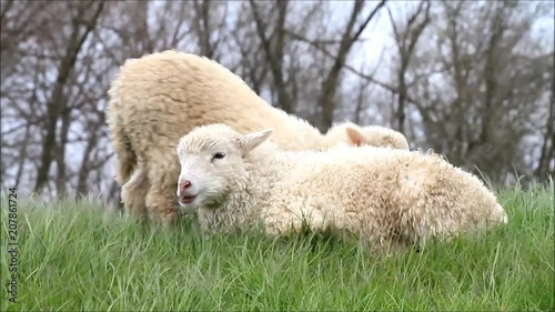 two white lambs lying on meadow
