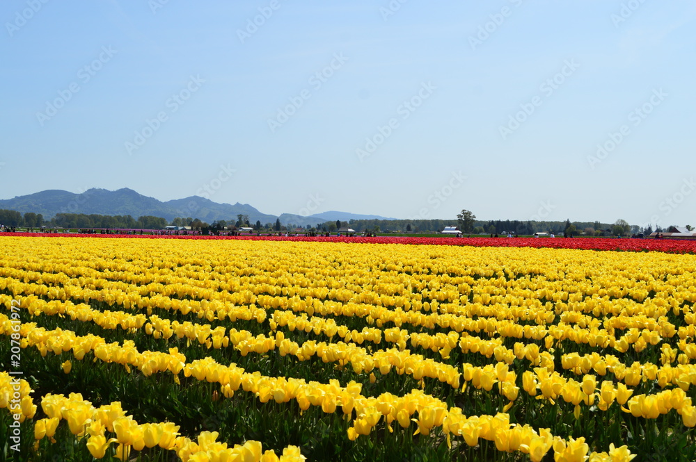 Skagit Valley Tulip Festival yellow tulips