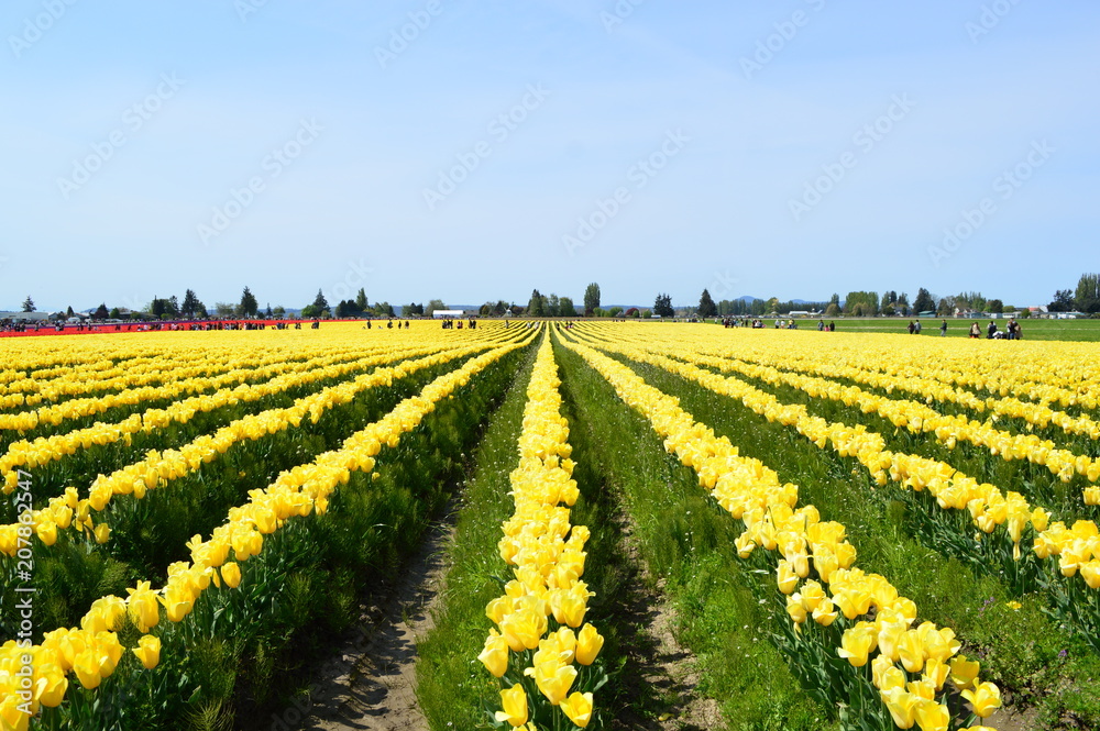 A Visit to La Conner WA and Skagit Valley Tulip Festival