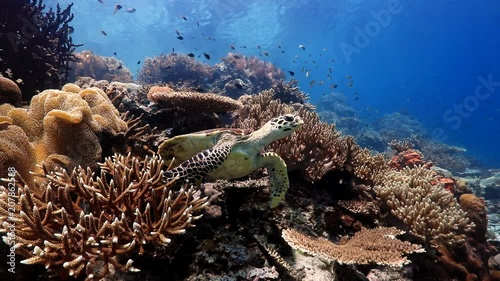 Hawksbill turtle swimming over coral reef