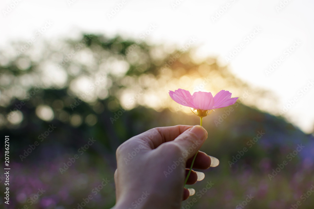 Beautiful blooming purple cosmos flower in woman hand with blurred field of cosmos flower and forest with sunset