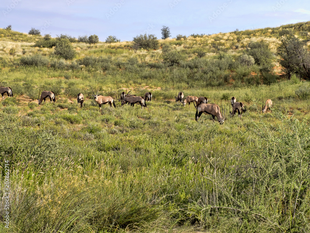 Fototapeta premium Herd Gemsbok, Oryx gazella gazela, Kalahari South Africa