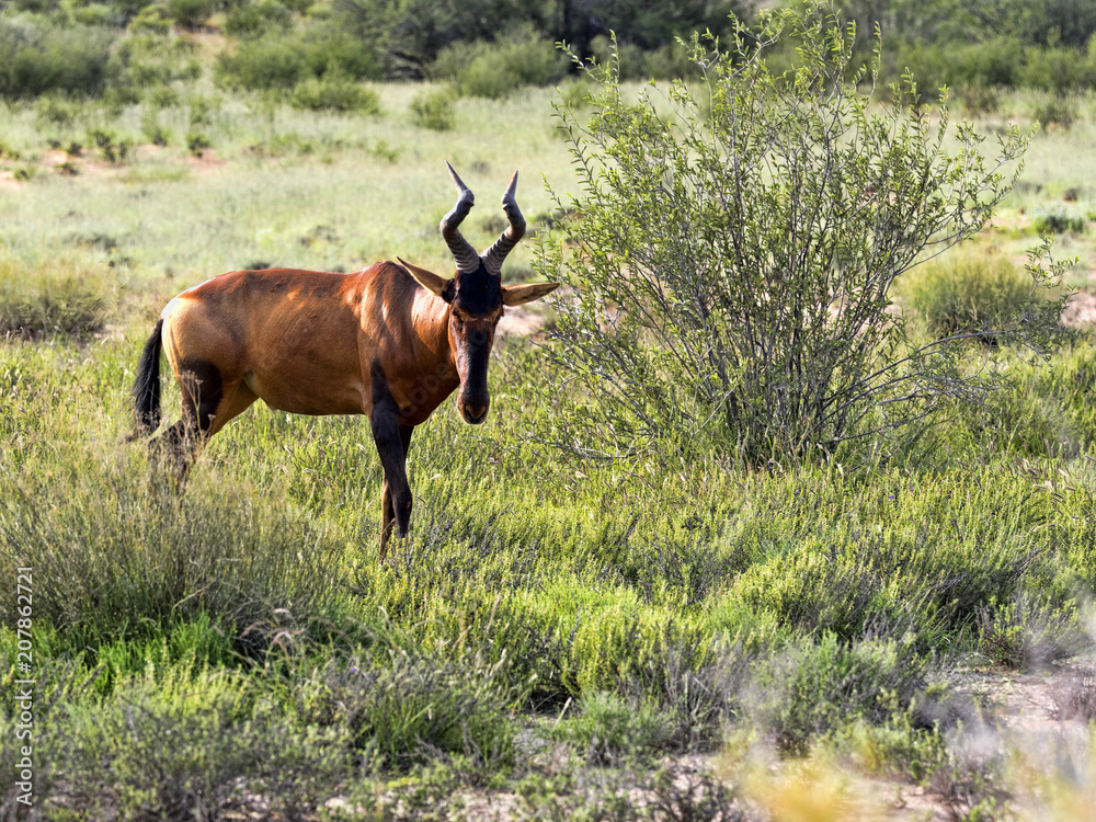 Red Hartebeest, Alcelaphus buselaphus caama, Kalahari South Africa Red Hartebeest, Alcelaphus buselaphus caama, Kalahari South Africa