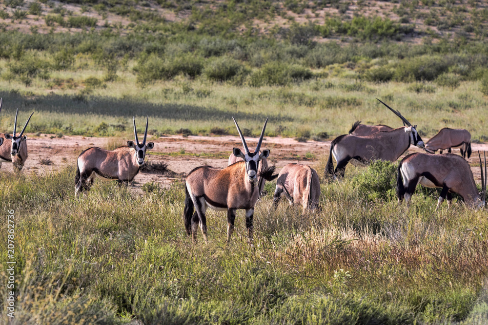 Naklejka premium Herd Gemsbok, Oryx gazella gazela, Kalahari South Africa