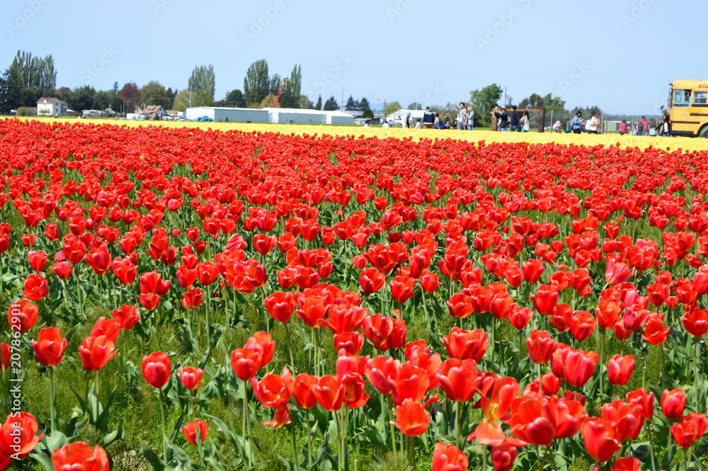 Skagit Valley Red and Yellow Tulips