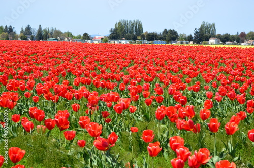 Skagit Valley Red and Yellow Tulips