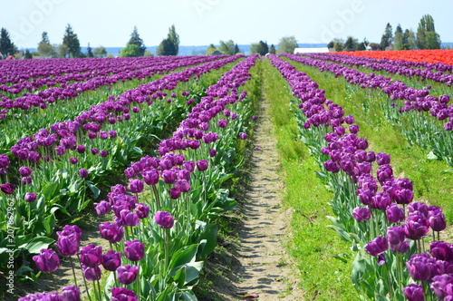 Skagit Valley Purple Tulips photo