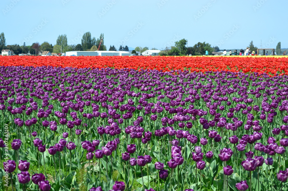 Purple and Red Tulips in Skagit Valley