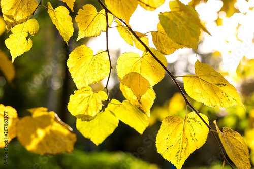 Autumn yellow leaves in sun rays.