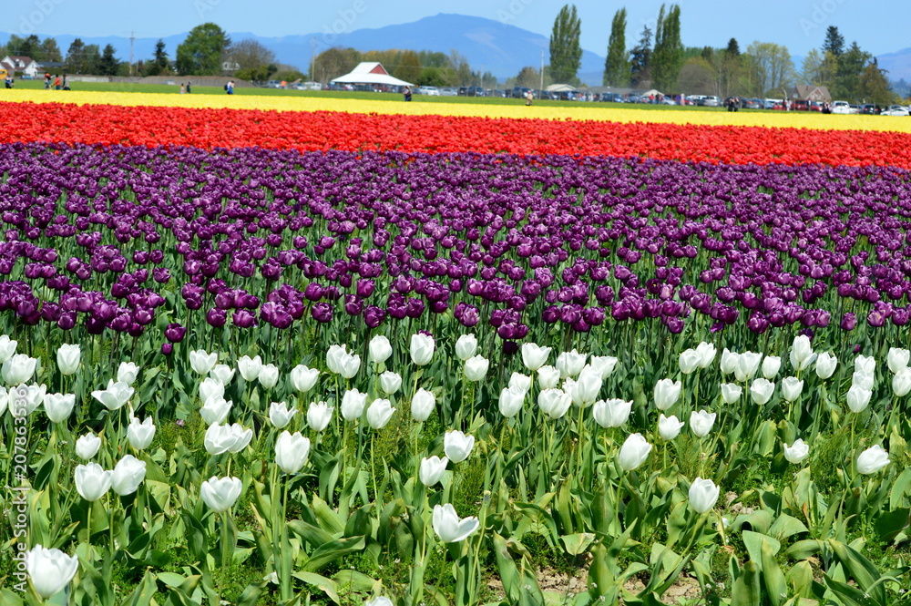 Spring Season in Skagit Valley Tulip Field