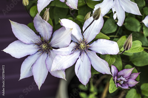 Beautiful pink and white star-shaped clematis flowers
