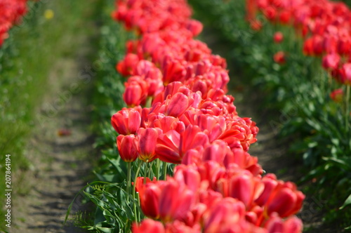 Red Tulips in Skagit Valley Tulip Field