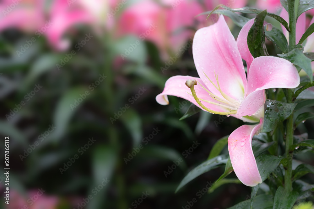 Fototapeta premium Beautiful pink lilies in the garden