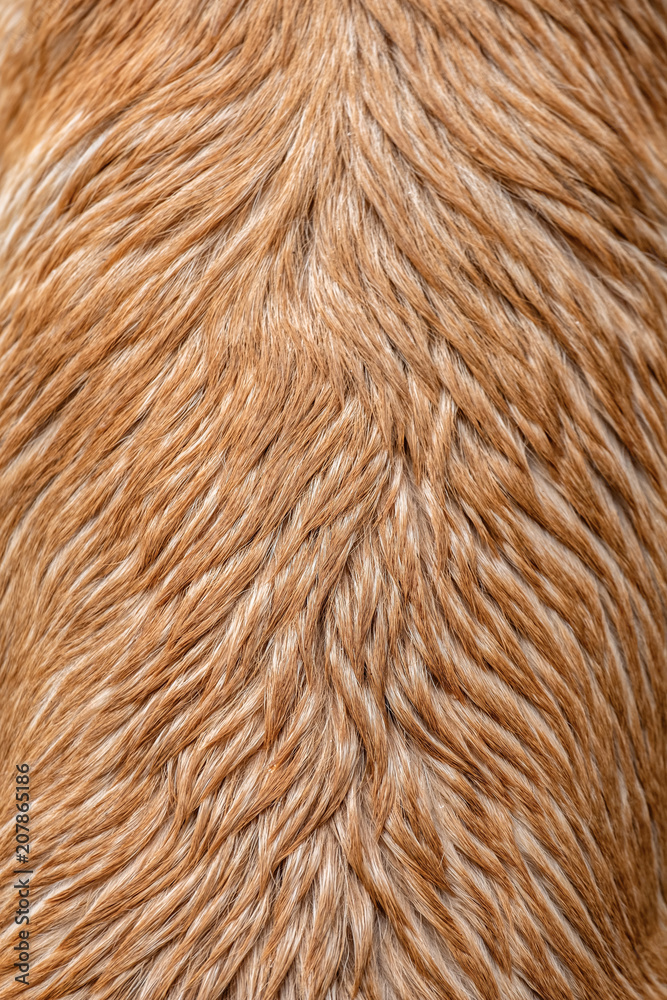 Wet Dog Fur Texture Wet Dog Fur Texture