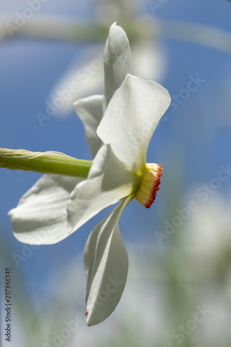 Weisse Narzisse, Bergnarzisse, Dichternarzisse - Narcissus poëticus photo